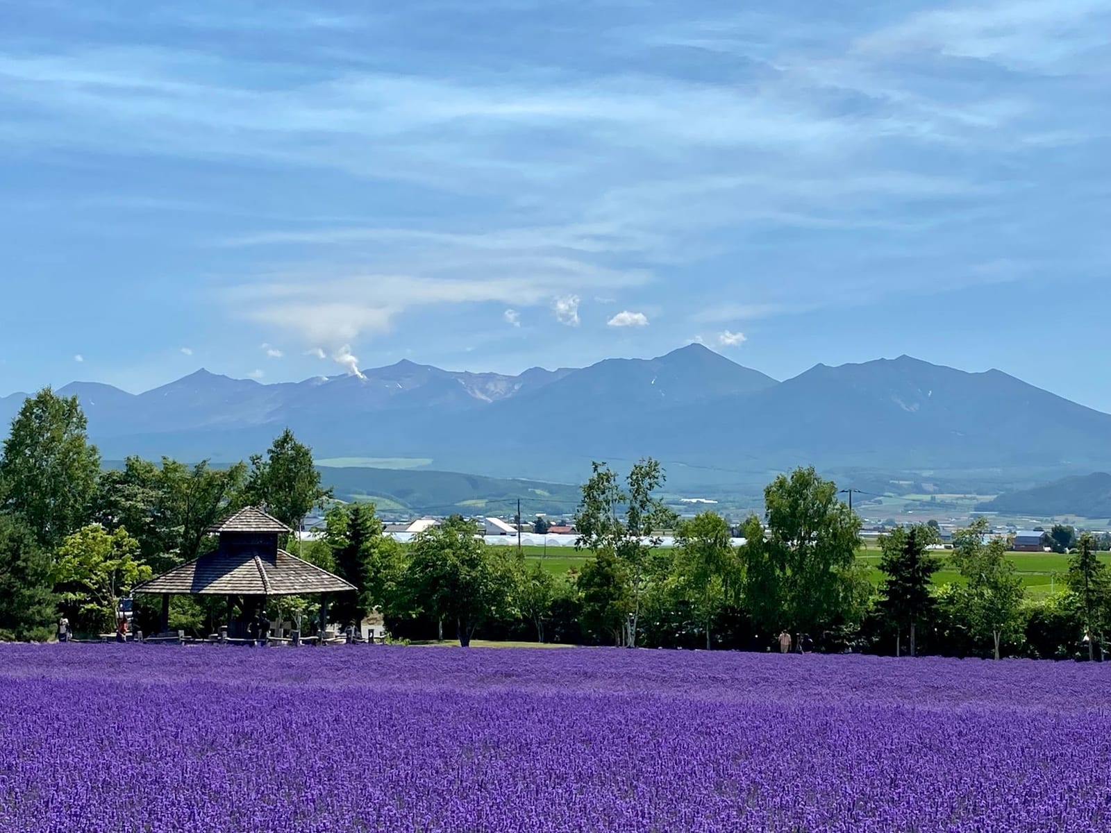Rows of purple lavender in bloom on a Furano farm with mountains behind