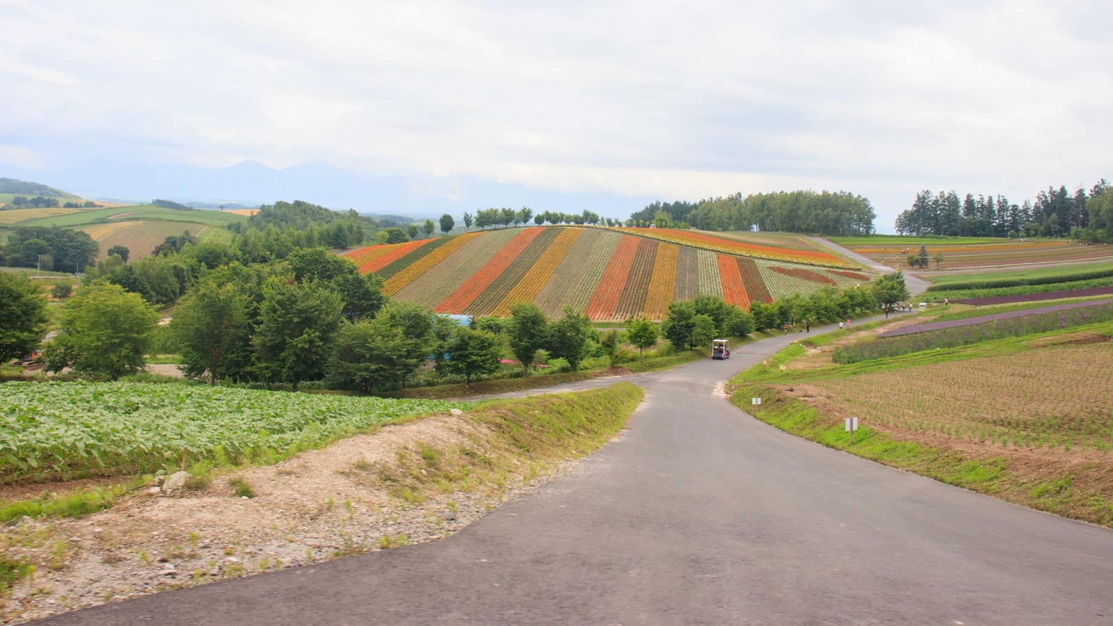 Rolling farmland and rows of flower fields under a summer sky