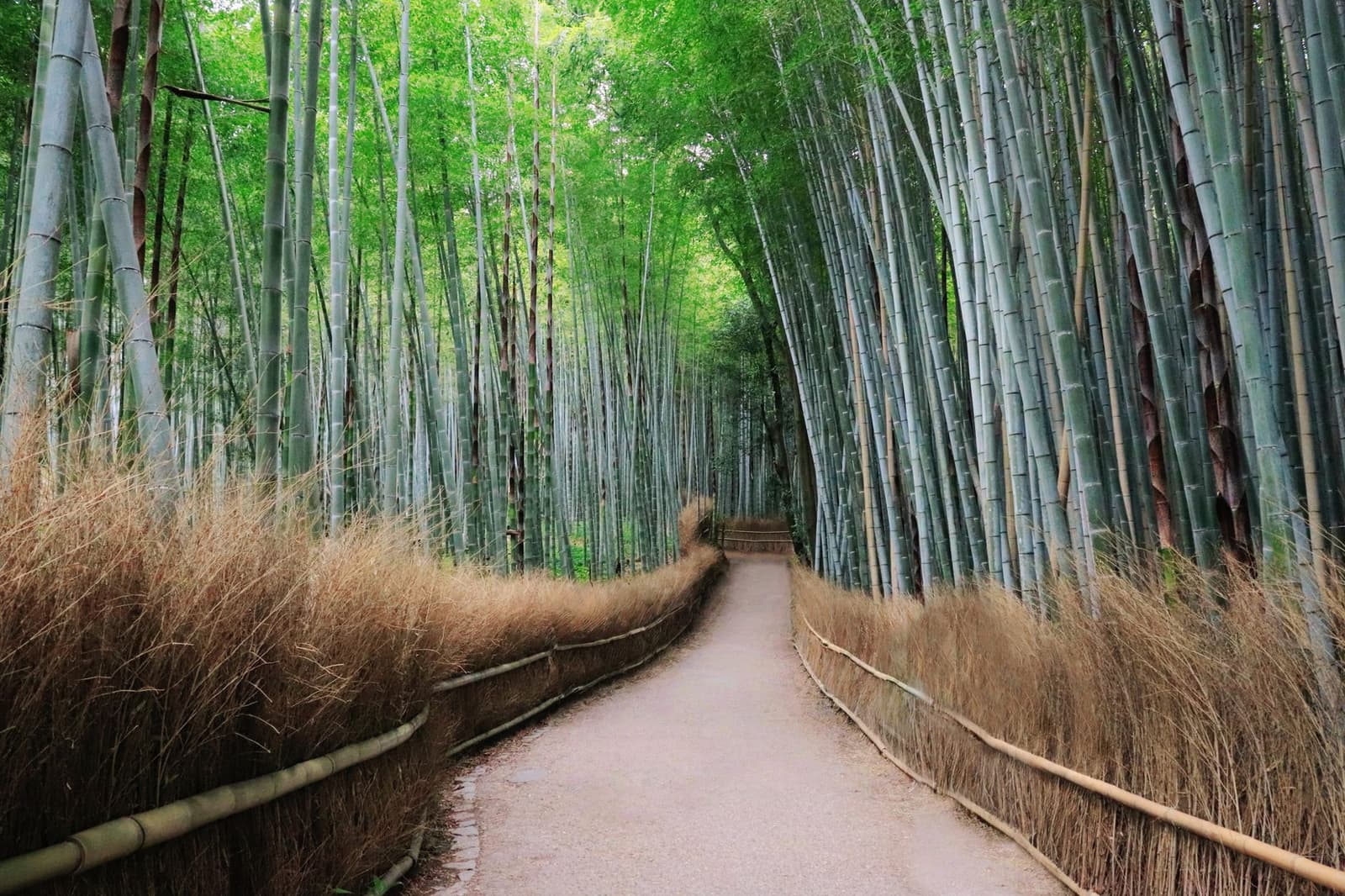 Bamboo grove path at Arashiyama, Kyoto, with tall stems either side