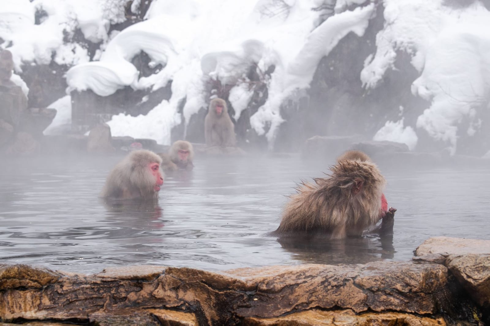 Japanese macaques bathing in a steaming hot spring pool at Jigokudani
