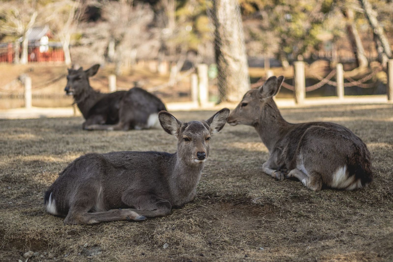 Sika deer resting on the grass in Nara Park, Japan