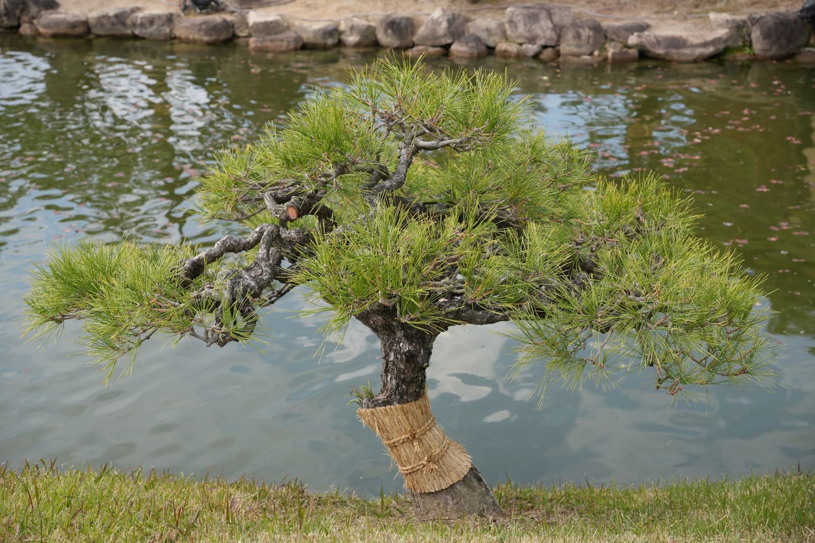 Pruned pine beside a still pond in Korakuen garden at Okayama