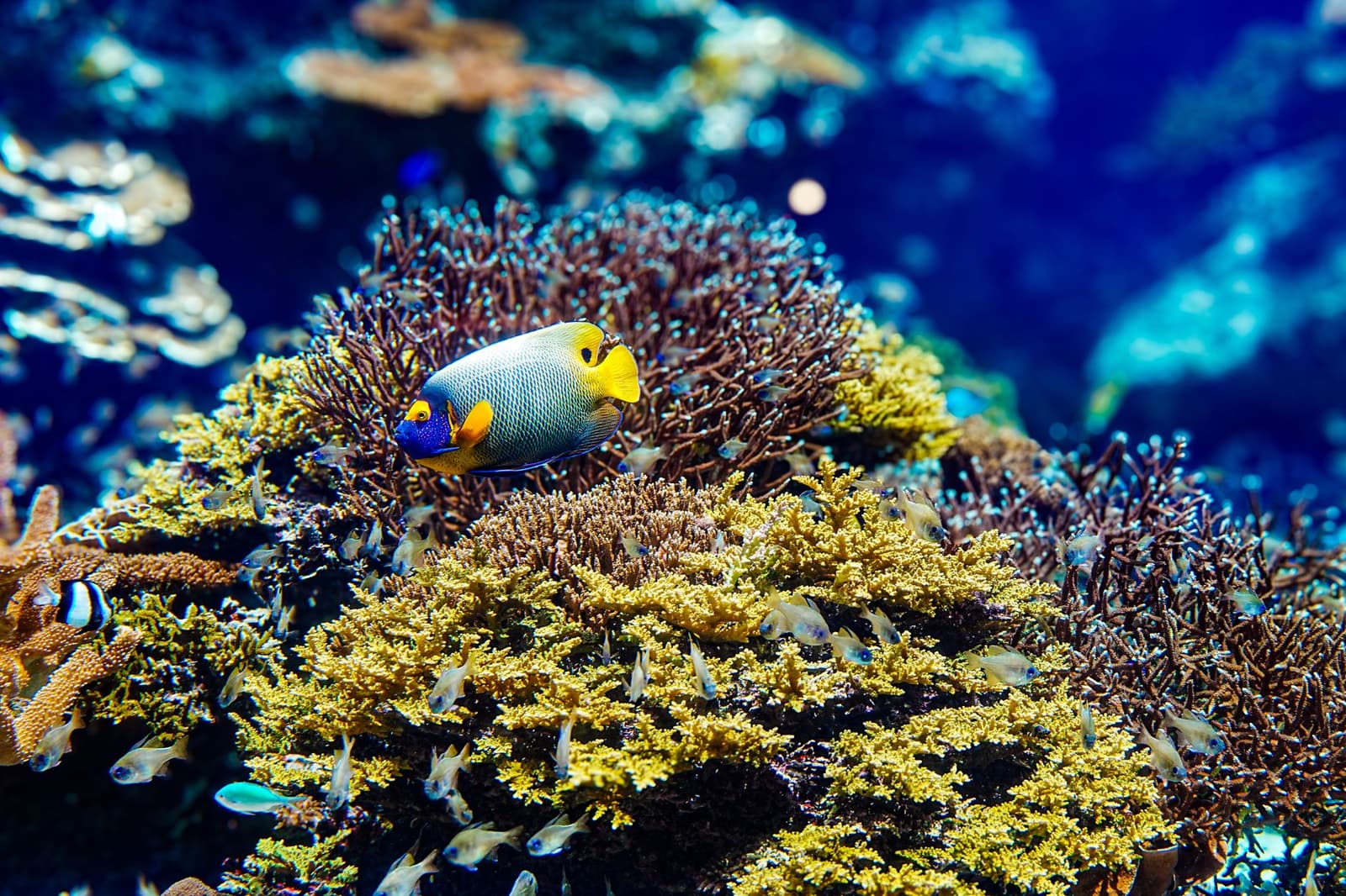Coral reef and tropical fish in clear water off Okinawa, Japan